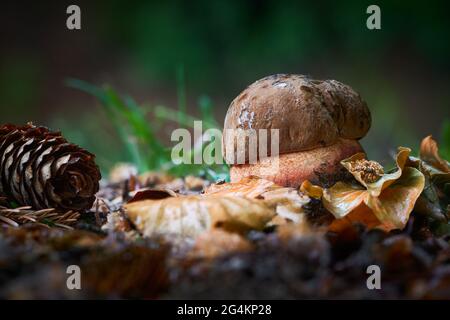 Edible mushrooms with excellent taste, neoboletus luridiformis Stock Photo