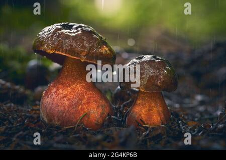 Edible mushrooms with excellent taste, neoboletus luridiformis Stock Photo