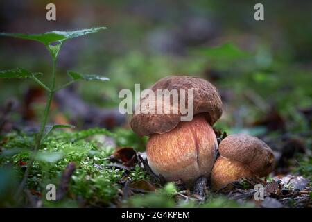 Edible mushrooms with excellent taste, neoboletus luridiformis Stock Photo