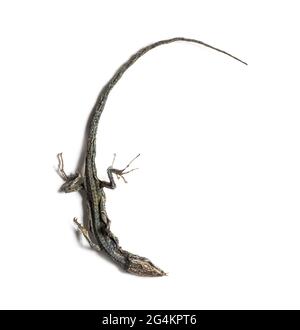 Dead Common wall lizard in state of decomposition Stock Photo
