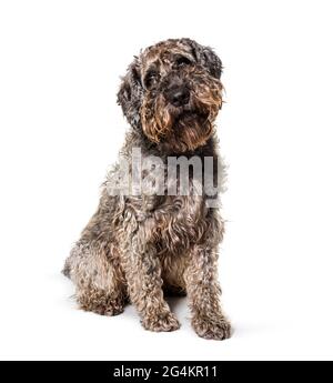Mixed breed dog sitting, isolated Stock Photo