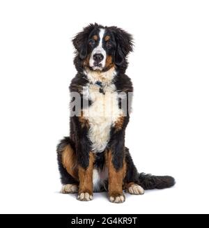 Bernese Mountain Dog Stock Photo