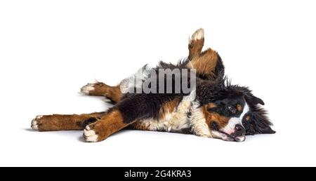 Crazy bernese monutain dog lying on its back, isolated Stock Photo