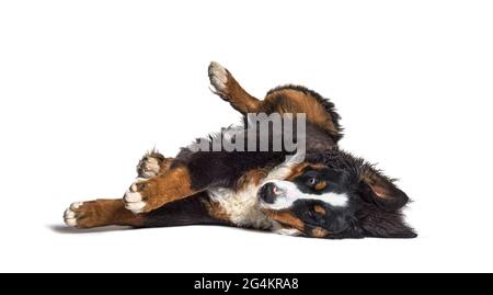 Crazy bernese monutain dog lying on its back, isolated Stock Photo