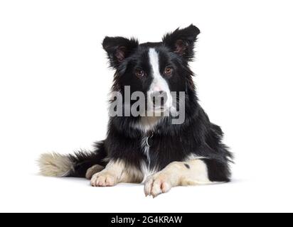 Border collie, Lying down, isolated on white Stock Photo