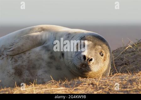 Grey seal pup on the breeding beaches in North Norfolk Stock Photo