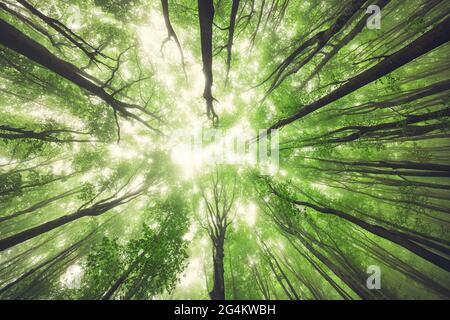 Beautiful nature at morning in the misty spring forest with sun Stock Photo