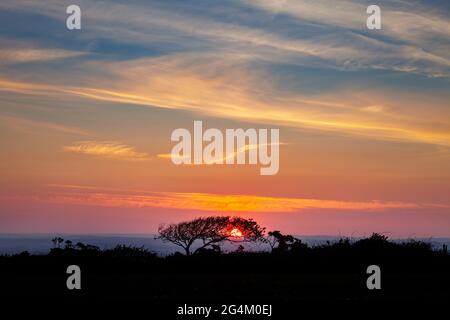 Red sun, setting behind a tree in Corfe, Dorset Stock Photo