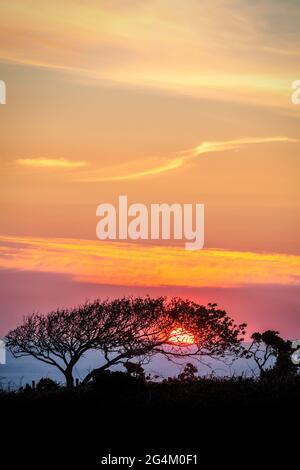 Red sun, setting behind a tree in Corfe, Dorset Stock Photo