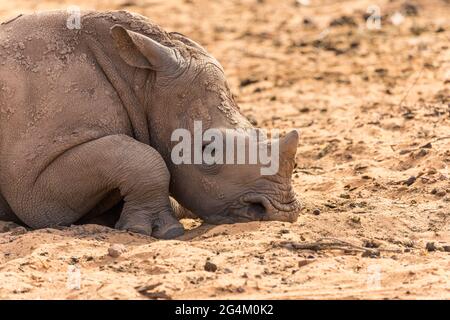 White rhino closeup showing face and head with a small horn while lying down in the sand resting in the wild of South Africa Stock Photo