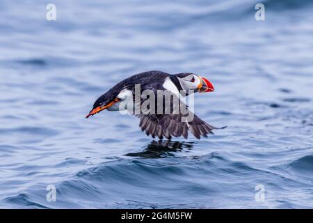 cute puffin flying low on the surface of the sea farne islands northumbria uk Stock Photo