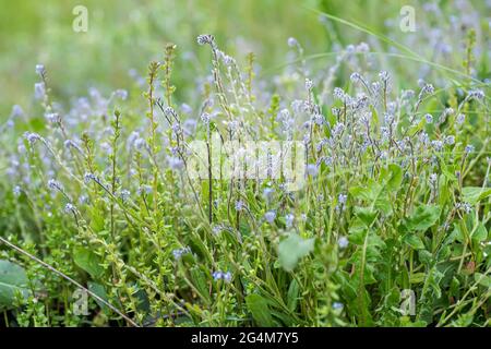 Myosotis stricta, strict forget-me-not and blue scorpion grass blue flowers of ingreen field with flowers of same species Stock Photo