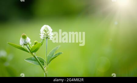 Trifolium montanum, mountain clover meadow in summer. Collecting medicinal herbs for non-traditional medicine. Soft focus Stock Photo