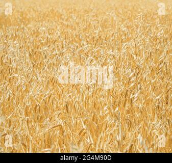 Ripe mixed forage crops (oats and barley) growing in a field. Soft focus, natural pattern Stock Photo