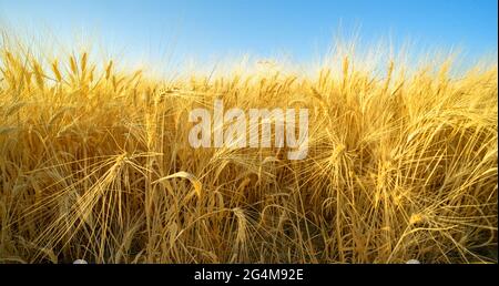 Ripe wheat spikes in a field with clear blue sky, selective focus Stock Photo