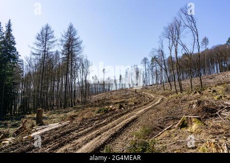 Deforested area in the Taunus near Sandplacken Stock Photo