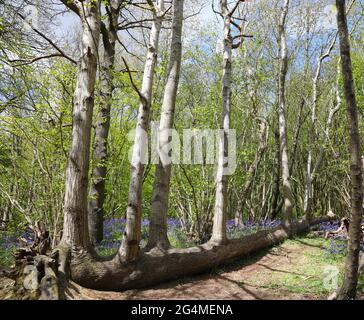 A fallen tree still growing in a grass field Stock Photo - Alamy