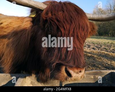 Selective focus shot of a bull Stock Photo