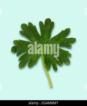 Leaf from a field flower. Cut out on a pale blue background Stock Photo