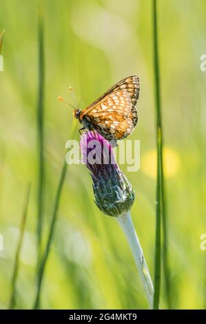 Marsh fritillary butterfly resting on Meadow thistle