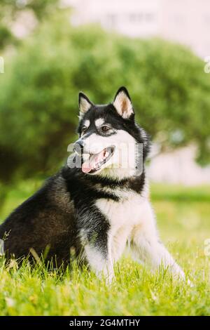 Husky Dog Sit In Summer Greeen Grass. Funny Lovely Pet Dog Stock Photo