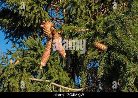 Ripe spruce cones on the tree Stock Photo