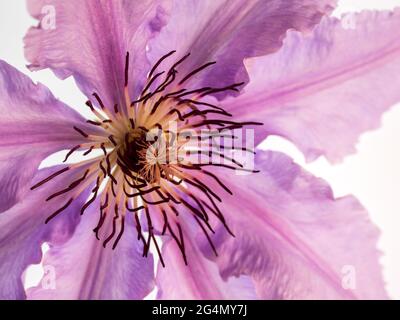 single flower closeup of pink clematis bloom on bright white background Stock Photo