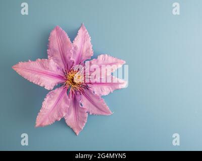 single pink flower on a blue background with a blue background and copy space Stock Photo