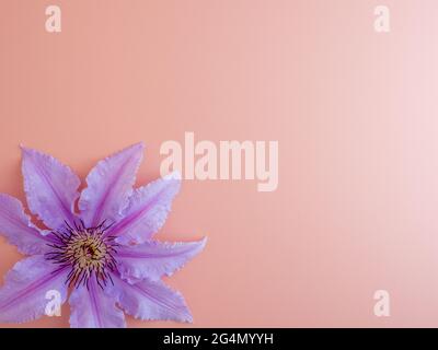 large single delicate feminine flower ob a pink background copy space Stock Photo