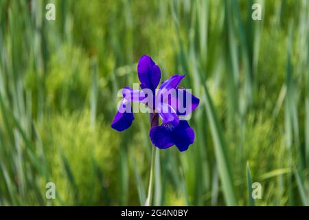 Purple Iris Blooming in a Sea of Green in Yampa River Botanical gardens Stock Photo