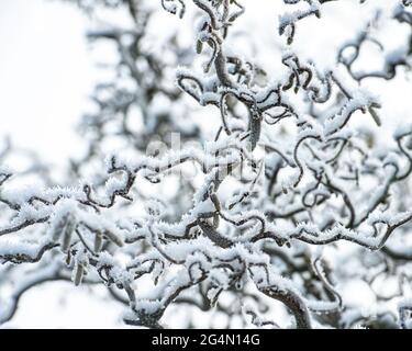 Corylus avellana 'Contorta Stock Photo