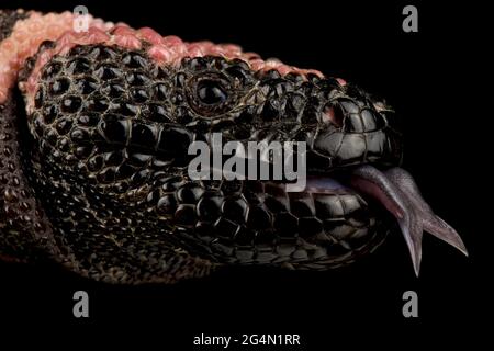 Heloderma suspectum cinctum / Gila monster Stock Photo - Alamy