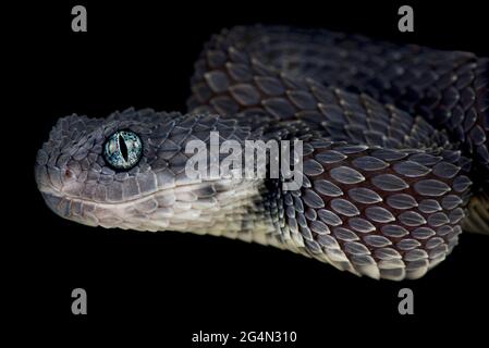 Green bush viper Atheris squamigera , on a branch, captive, Congo