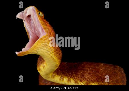 Bush viper attack (Atheris squamigera) Stock Photo