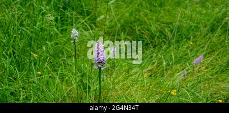 The common spotted orchid in a woodland setting Stock Photo