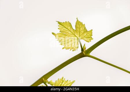 Young vine leaves on an isolated white background. Text area for your messages. Stock Photo