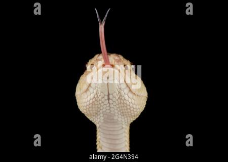 Black-headed bushmaster (Lachesis melanocephala) Stock Photo