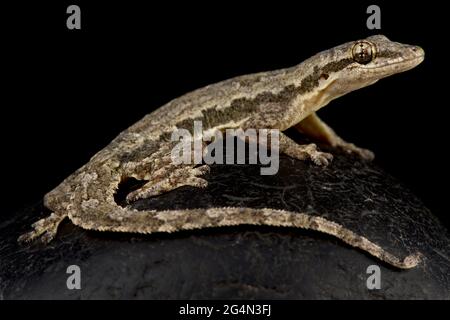Flat-tailed house gecko (Hemidactylus platyurus) Stock Photo