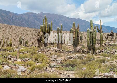 Ruins of pre-Columbian fortification Pucara near Tilcara village in Quebrada de Humahuaca valley, Argentina Stock Photo