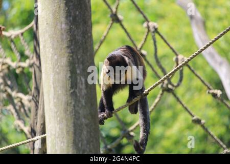 A closeup of a black capuchin monkey jumping on the ropes in the zoo ...