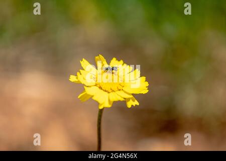 A bee on a flower Stock Photo