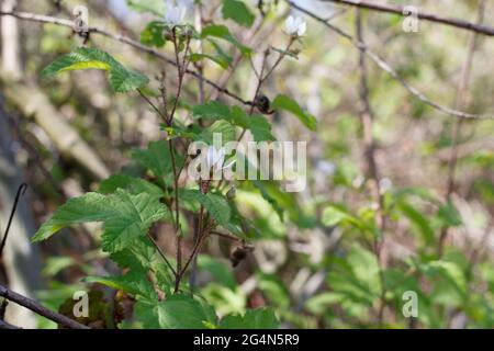 Staminate cyme inflorescences of Pacific Blackberry, Rubus Ursinus, Rosaceae, native in Ballona Freshwater Marsh, South California Coast, Springtime. Stock Photo