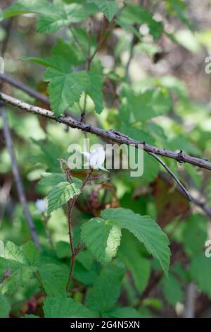 Staminate cyme inflorescences of Pacific Blackberry, Rubus Ursinus, Rosaceae, native in Ballona Freshwater Marsh, South California Coast, Springtime. Stock Photo