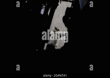 Shallow depth of field (selective focus) image with a gray shorthair European female cat enjoying a patch of sun entering the room of an apartment on Stock Photo