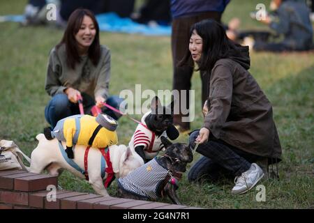 Women walking their dogs in Yoyogi Park, Tokyo, Japan Stock Photo