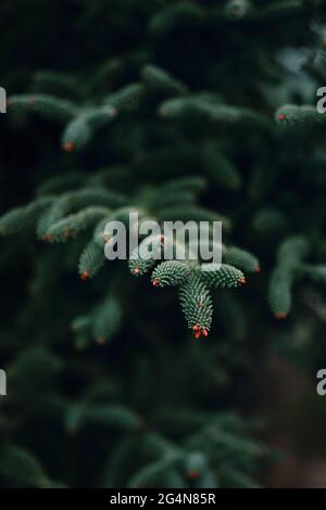 Branches of evergreen tree with tiny cone buds growing in nature on spring day Stock Photo