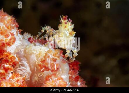 Full body white prickly candy crab crawling on colorful coral in deep seawater Stock Photo