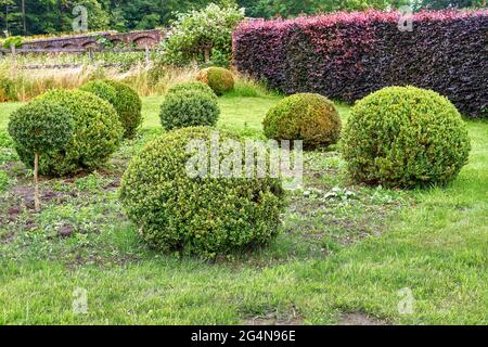 Rural garden scene with round trimmed boxwood and a purple beech hedge in the background Stock Photo