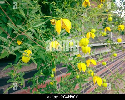 Yellow flowers of Clematis tangutica, also known as the golden clematis Stock Photo