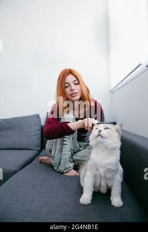 Young female with red hair combing fluffy white cat while resting on couch in house room Stock Photo